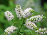 Mint Flowers