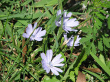 Chicory