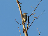 A Northern Flicker high up on the tree