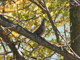 Probably a Mourning Dove