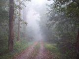 Morning mist on trail