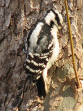 Downy Woodpecker_2?