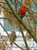 The pair of Cardinals next door
