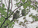 Barred owls