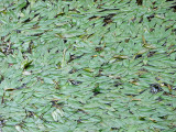 A carpet of leaves