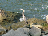 Another specimen