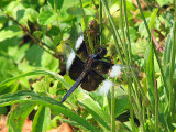 Twelve-spotted skimmer