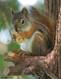 Red Squirrel Munch_0233