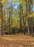 Autumn Woods 2009 5