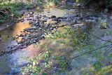 Woodland Stream in Fall 2