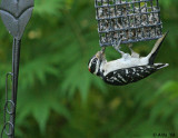Hairy Woodpecker spring