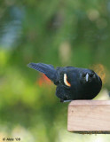 Red-Winged Blackbird spring