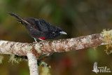 Male Black-and-crimson Oriole