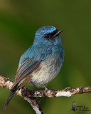 Adult Indigo Flycatcher