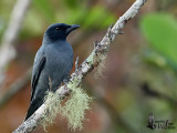 Male Sunda Cuckooshrike