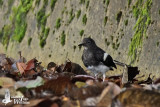 Juvenile White-crowned Forktail