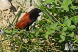 Adult Chestnut Munia (ssp. jagori)