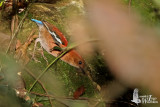 Female Blue-headed Pitta
