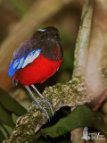 Adult Black-crowned Pitta