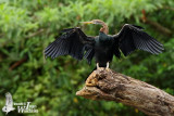 Adult Oriental Darter