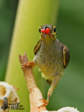 Adult Spectacled Spiderhunter