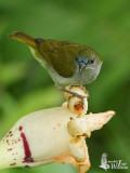 Male Plain Sunbird
