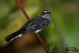 Adult Spotted Fantail