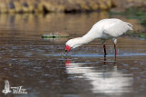 Adult African Spoonbill