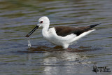 Black-winged Stilt