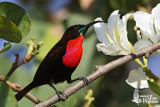 Adult male Scarlet-chested Sunbird