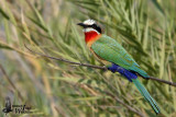 Adult White-fronted Bee-eater