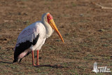 Adult Yellow-billed Stork