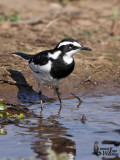 Adult African Pied Wagtail