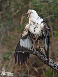 Juvenile African Fish Eagle