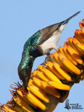 Adult male White-bellied Sunbird