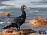 Adult Crowned Cormorant