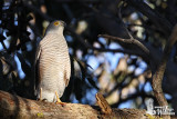 Adult male African Goshawk (ssp. tachiro)