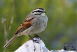 Adult Cape Bunting