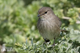 African Dusky Flycatcher (ssp. <em>adusta</em>)