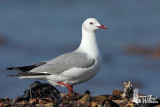 Adult Hartlaubs Gull