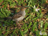 Juvenile Ashy Tailorbird