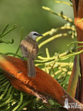 Adult Yellow-vented Bulbul