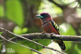 Male Banded Broadbill