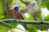 Male Banded Broadbill