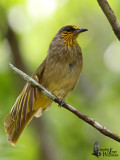 Stripe-throated Bulbul