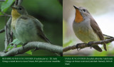 Red-breasted vs Taiga Flycatcher