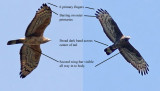 Crested Honey Buzzard