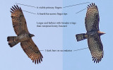 Crested Honey Buzzard