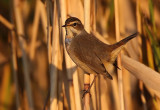Bluethroat (Luscinia svecica) Blhake