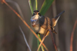 Bluethroat (Luscinia svecica) Blhake